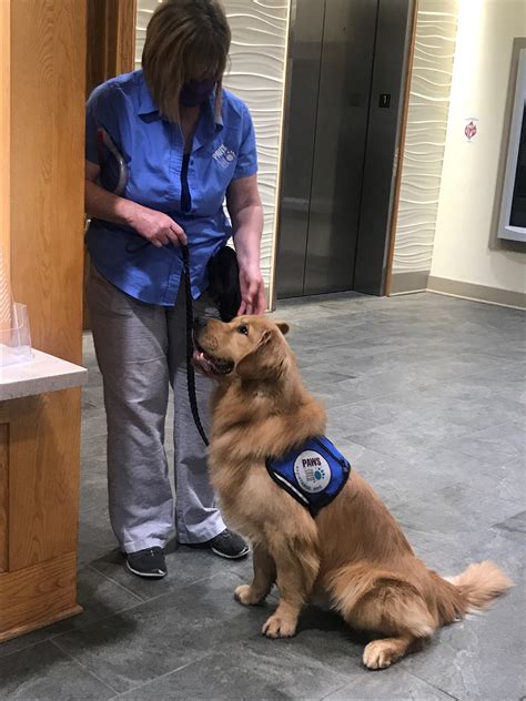 Grand Rapids nonprofits join forces to train assistance dogs during the ...