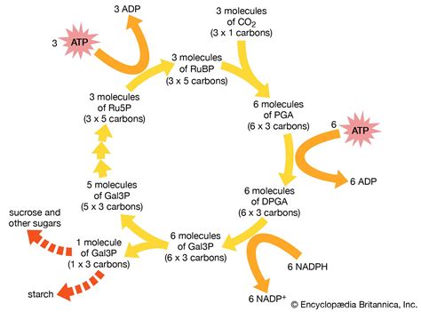 Carbon Fixation Diagram