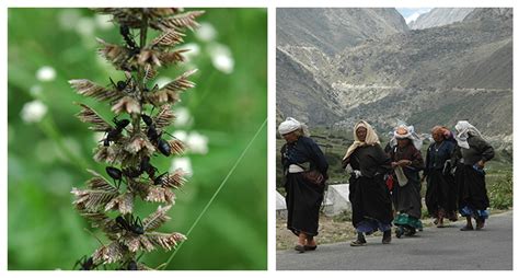 Environmental Amelioration and Biodiversity Conservation Ecosystem ...