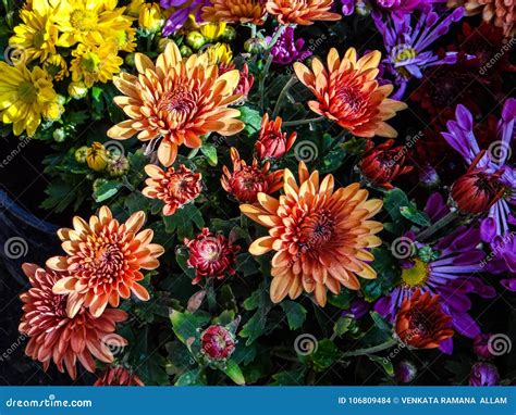 FLOWERS and COLOURS stock photo. Image of colours, pleasant - 106809484