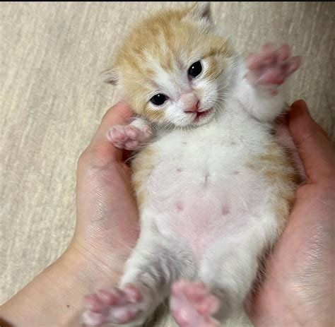 full of soup silly kitty | Gatti carini, Gatti, Foto