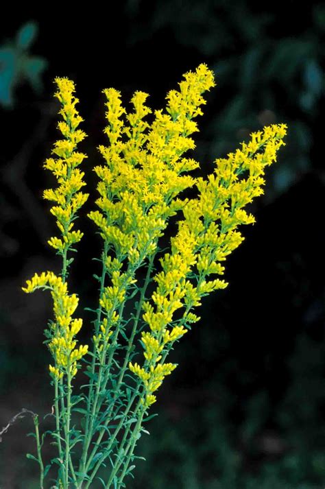 Kentucky Native Plant and Wildlife: Plant of the Week: Gray Goldenrod ...