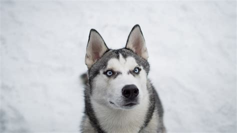 Download wallpaper winter, snow, dog, husky, section dog in resolution ...
