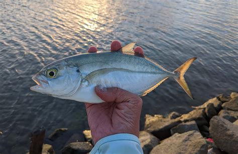 Download Sunset Caught Blue Runner Fish Wallpaper | Wallpapers.com