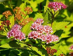 Image result for Spirea Shrubs