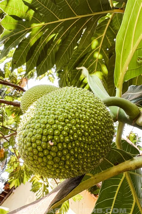 Breadfruit Vs Jackfruit