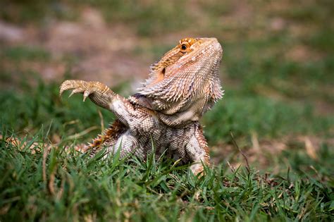 15 Bizarre Facts About Bearded Dragons