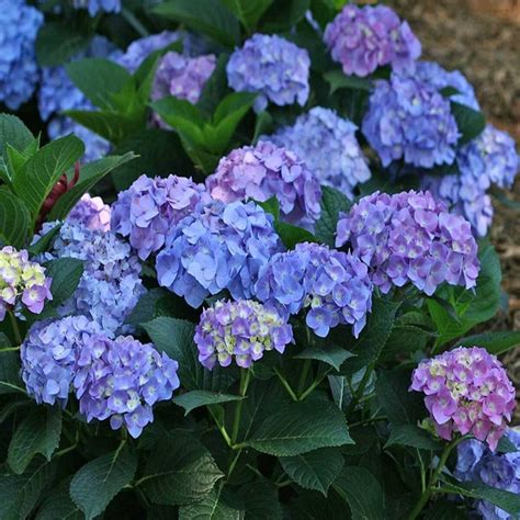 Hydrangea Macrophylla Let's Dance Blue Jangles Big Leaf Hydrangea ...