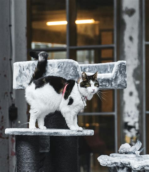 Common Parasites in Cats: A Guide to Identification, and Treatment - PetPress
