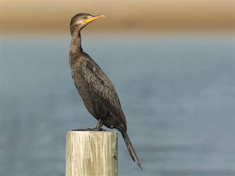 Neotropic Cormorant - eBird