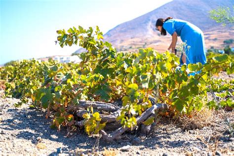 Santorini Private Half-Day Wine Tour 2024 - Viator