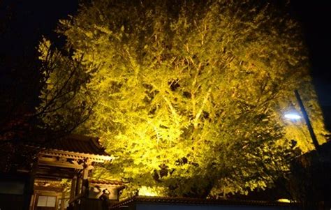Image result for Ani Algorithm