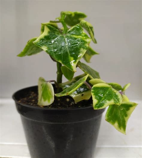 Wax Ivy | TheGreenyard.in