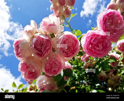 rose, creeper plant, climbing roses, roses, creeper plants, climbing ...