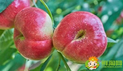 桃类水果有哪些品种，桃类水果品种大全名字图片(2) - 鲜淘网