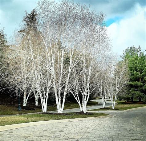 Himalayan White-Barked Birch Trees Planted 20 Years Ago