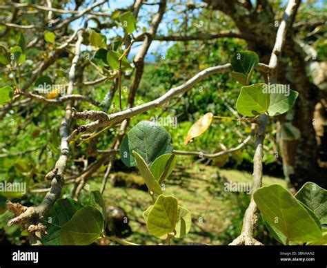 Branches, leaves of the Wiliwili (Erythrina sandwicensis) tree, a species in the Fabaceae pea ...