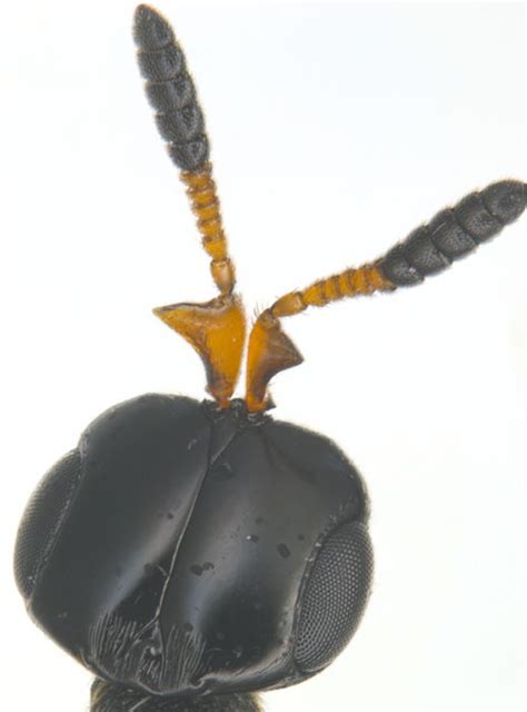 Featured insects