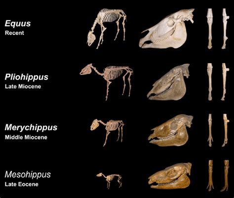 What Does Evolution Mean? | Answered | Evolution of Animals