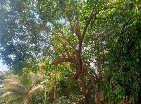 झाडांच्या फांद्या छाटणी कामांमध्ये वाहनांचा अडथळा! – Prahaar.in