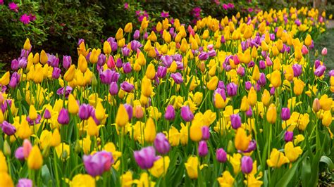 Are Dogs Allowed In The Dallas Arboretum