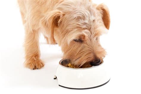 狗食图片-木桌上的狗食素材-高清图片-摄影照片-寻图免费打包下载