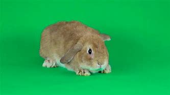 Image result for Cute Holland Lop Bunnies