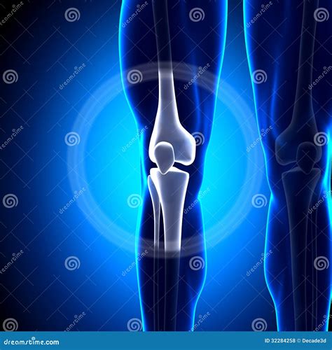 Knee Joint - Anatomy Bones stock illustration. Illustration of pelvis ...
