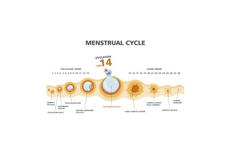 Basics of Ovulation (What is ovulation, when do you ovulate) – Pharmed