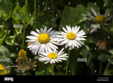 Spring Daisy Flower Pattern 的图像结果