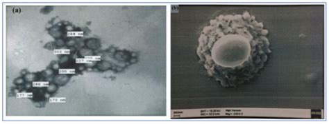 Development of Natural Polysaccharide–Based Nanoparticles of Berberine ...