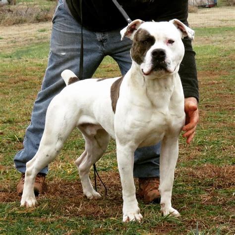 Raza Bulldog Americano Johnson