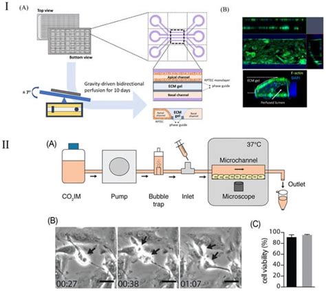 Organ-on-a-Chip Applications in Microfluidic Platforms | MDPI