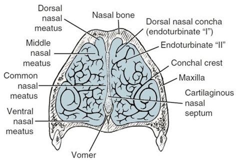 Shape of Dog's Nasal Cavity and Smell | Encyclopedia MDPI
