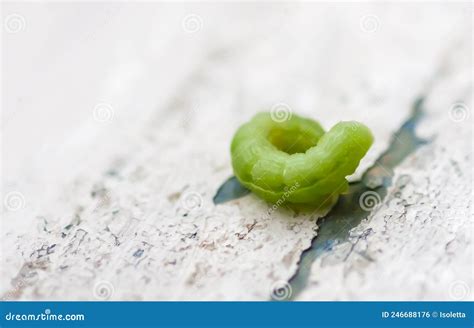 Tiny green caterpillar stock photo. Image of green, lepidoptera - 246688176