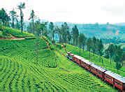 Soak in the luxury of Ceylon Tea Trails in Sri Lanka - The Economic Times