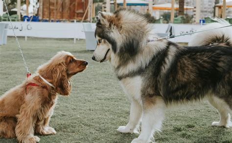 Young Vs. Old Dog: Which Companion Fits Your Lifestyle?