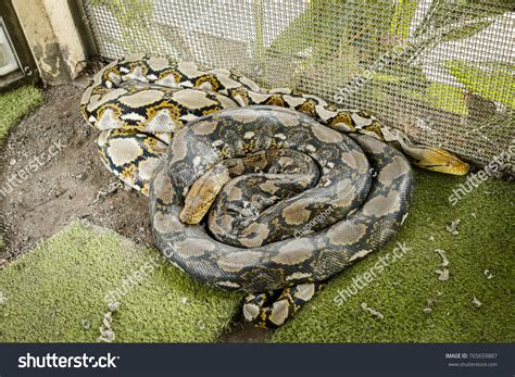 Image result for Reptile Python Cage