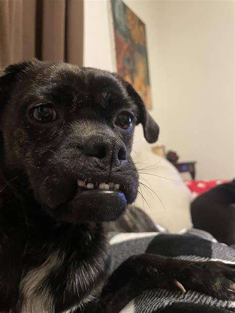 My weirdo pug/boxer mix : r/weirddogmixes
