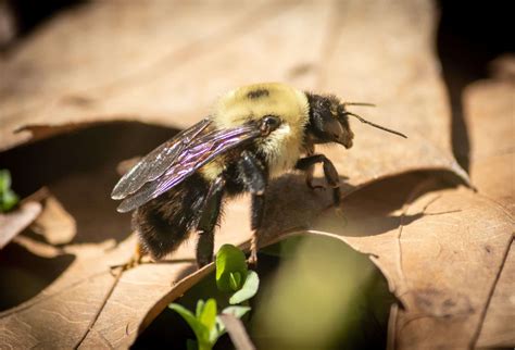 Do Bumble Bees Sting? - Beekeeping 101