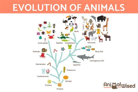 Evolution of Animals 的图像结果