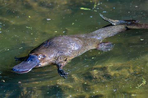 Platypus