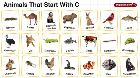 20+ Animals that Start with C in English with Pictures