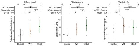Bacterial-Assisted Extraction of Bioactive Compounds from Cauliflower