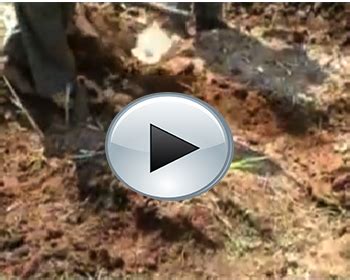 Agriculture :: Crop Production :: Sugarcane