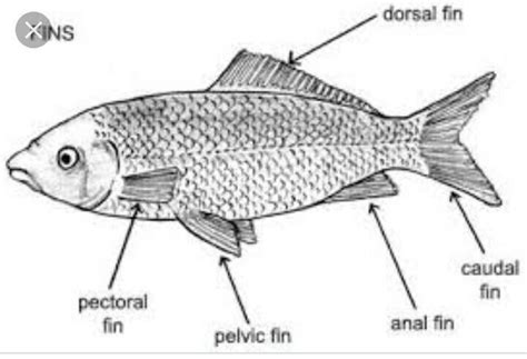 Explain the movement of fish with theirparts and use with a neat ...