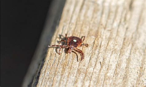10 Types of Ticks in Maine - A-Z Animals