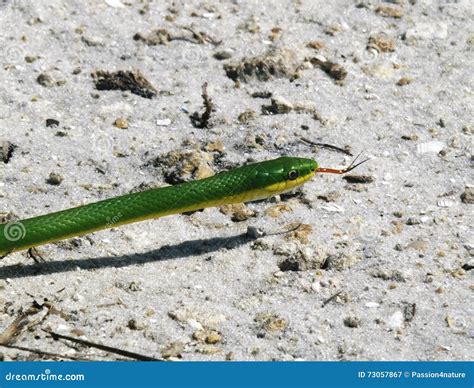 Florida Rough Green Snake (Opheodrys Aestivus) Stock Image - Image of ...
