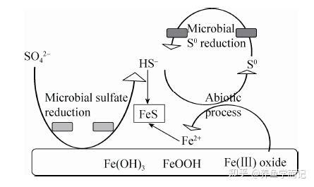 水产中硫化氢到底是怎么产生的? - 知乎