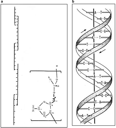 DNA Model Drawing 的图像结果